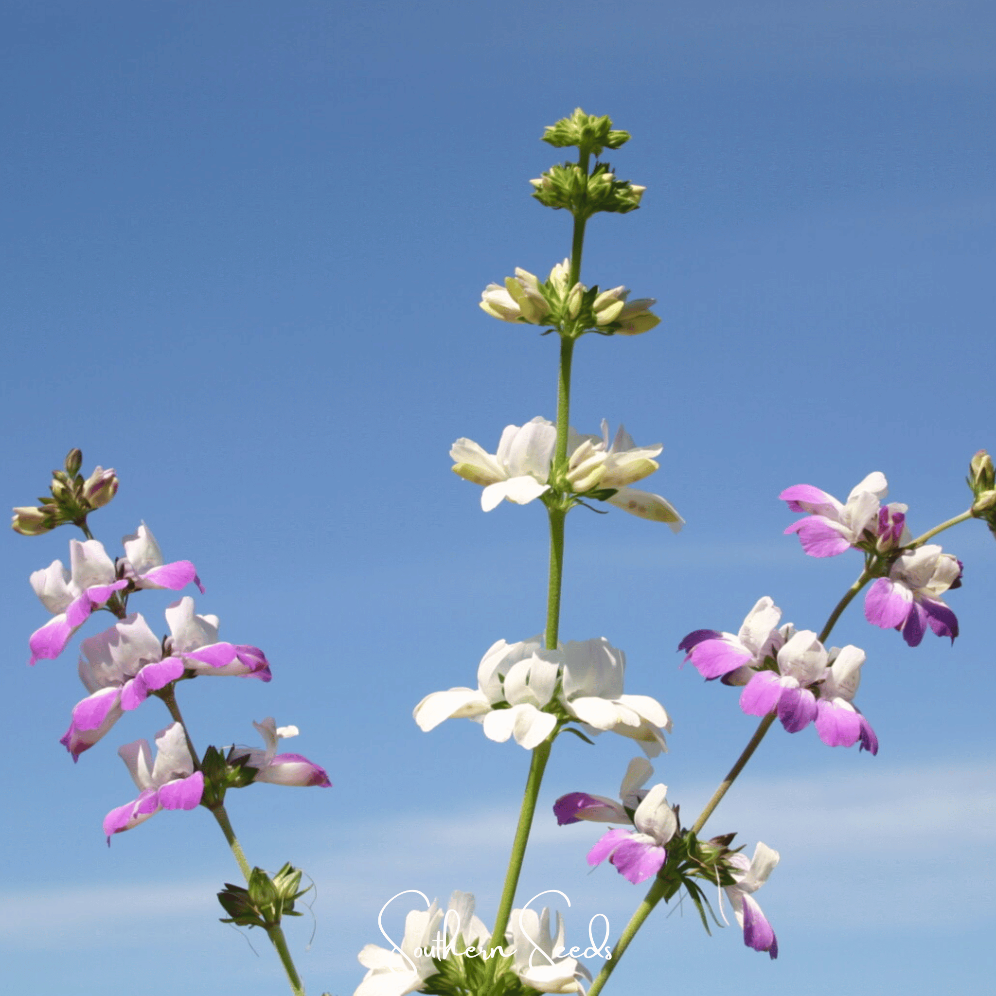 Chinese House - Innocence (Collinsia heterophylla) - 100 Seeds seed packet from Seed Therapy – American - grown, heirloom seeds