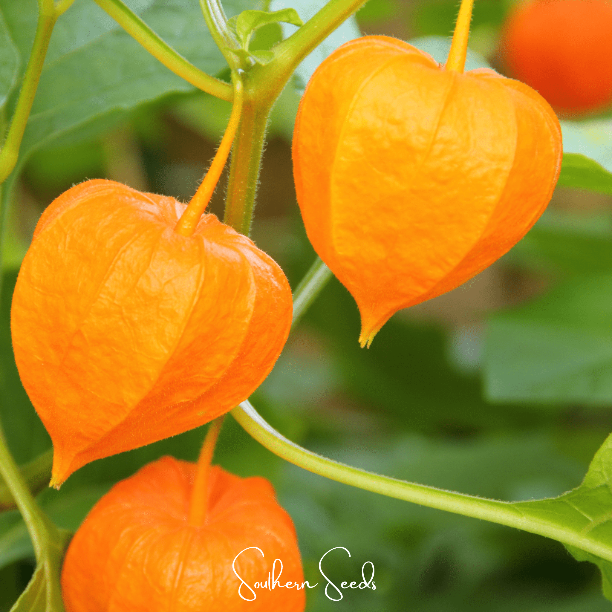 Chinese Lantern (Physalis alkekengi) - 50 Seeds seed packet from Seed Therapy – American - grown, heirloom seeds
