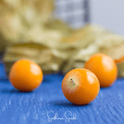 Chinese Lantern (Physalis alkekengi) - 50 Seeds seed packet from Seed Therapy – American - grown, heirloom seeds