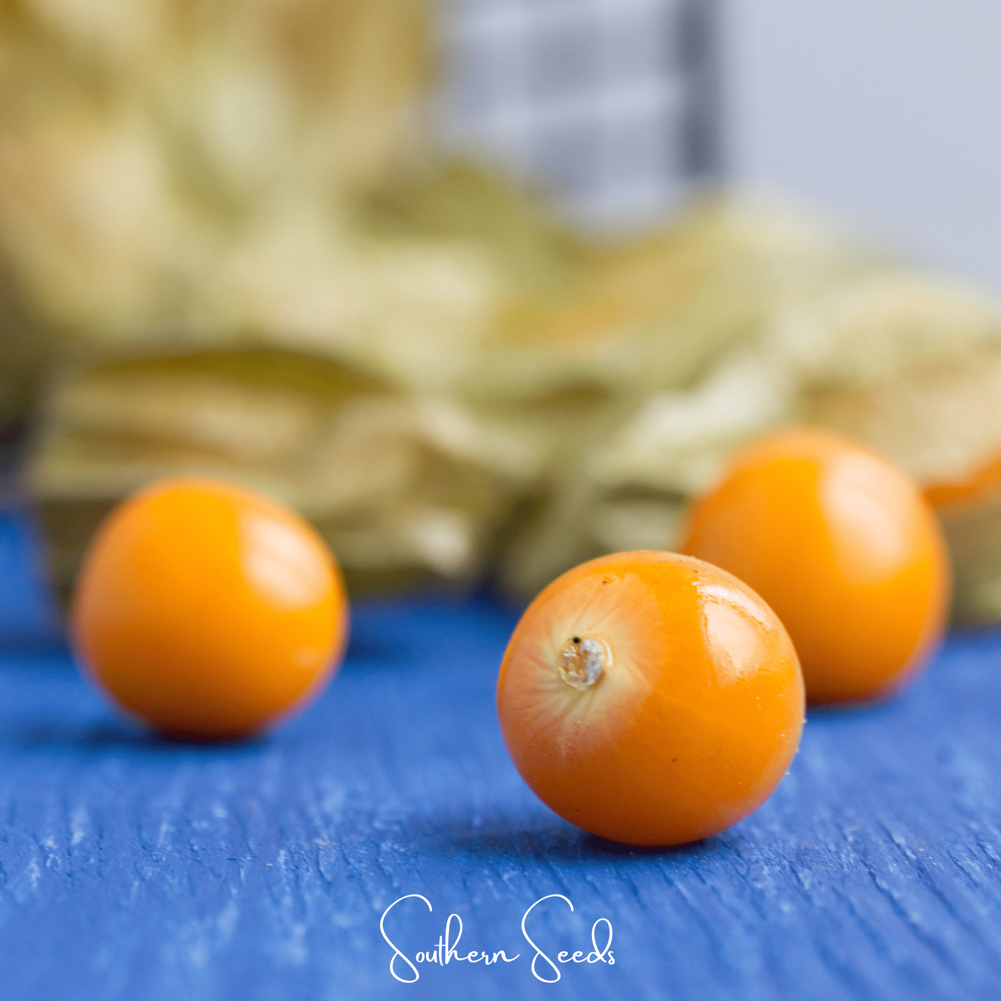 Chinese Lantern (Physalis alkekengi) - 50 Seeds seed packet from Seed Therapy – American - grown, heirloom seeds