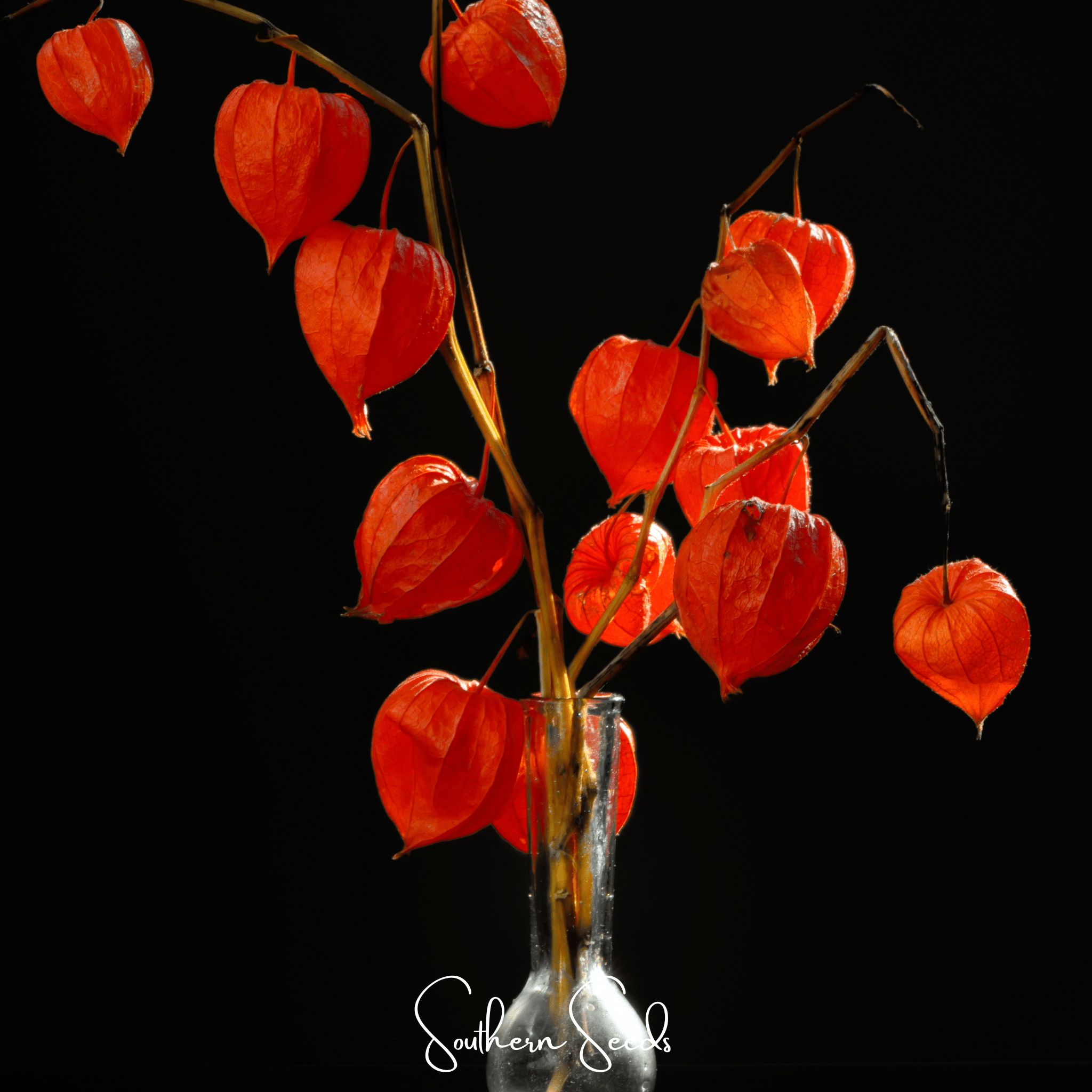 Chinese Lantern (Physalis alkekengi) - 50 Seeds seed packet from Seed Therapy – American - grown, heirloom seeds