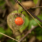 Chinese Lantern (Physalis alkekengi) - 50 Seeds seed packet from Seed Therapy – American - grown, heirloom seeds