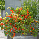 Chinese Lantern (Physalis alkekengi) - 50 Seeds seed packet from Seed Therapy – American - grown, heirloom seeds