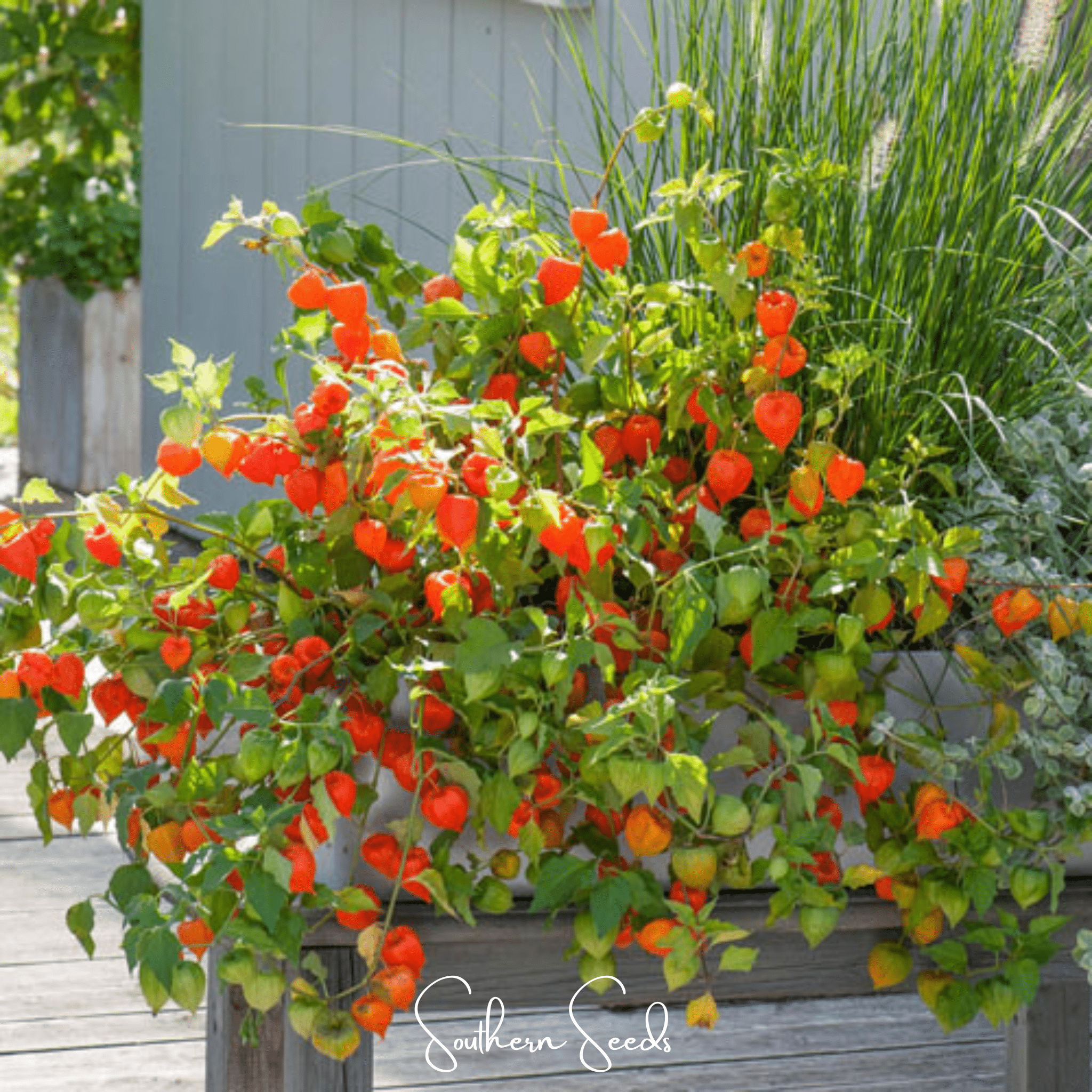 Chinese Lantern (Physalis alkekengi) - 50 Seeds seed packet from Seed Therapy – American - grown, heirloom seeds