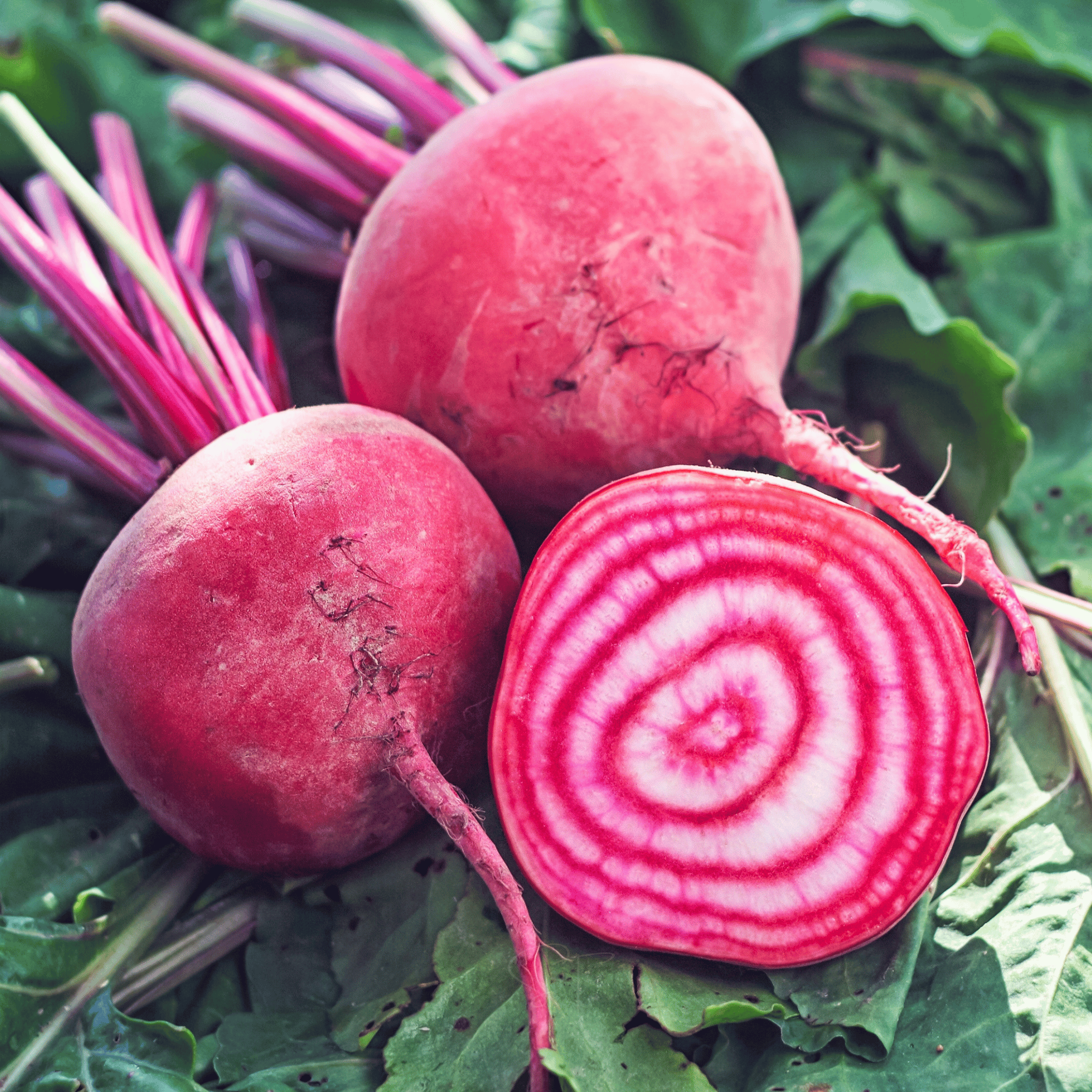 Chioggia Beet – 100 Seeds seed packet from Seed Therapy – American - grown, heirloom seeds