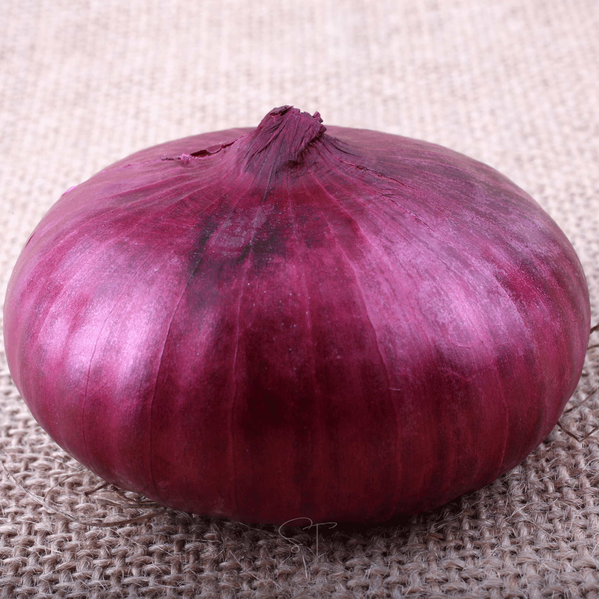 Cipollini Red Onion – 100 Seeds seed packet from Seed Therapy – American - grown, heirloom seeds