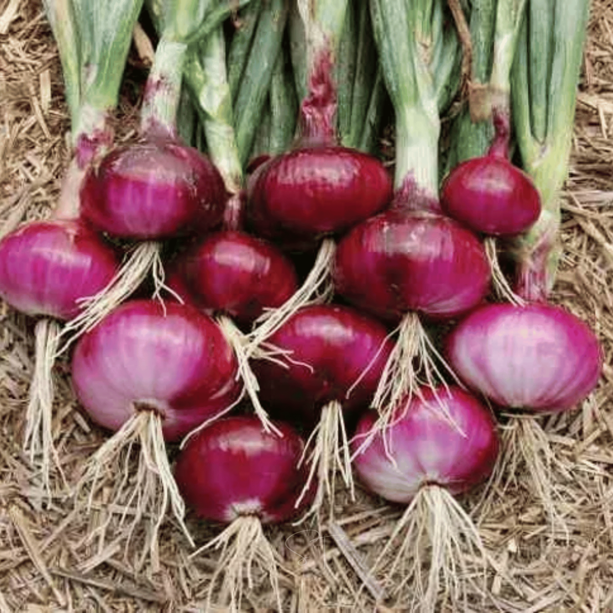 Cipollini Red Onion – 100 Seeds seed packet from Seed Therapy – American - grown, heirloom seeds