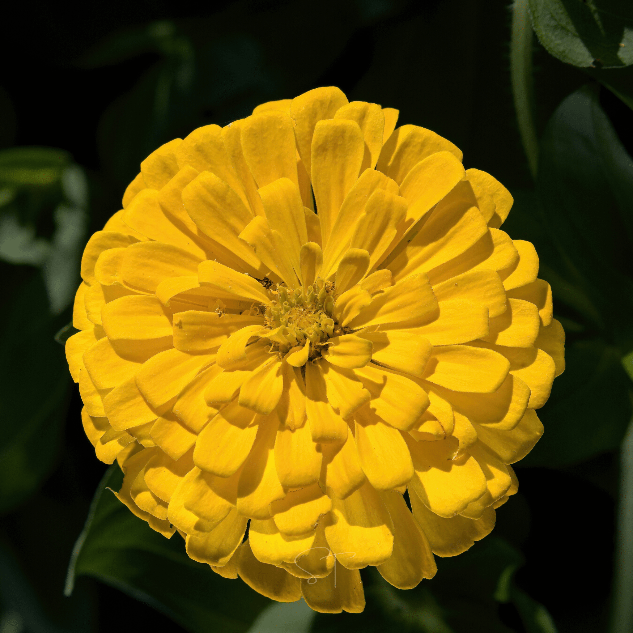 Citrus Cream Zinnia – 100 Seeds seed packet from Seed Therapy – American - grown, heirloom seeds