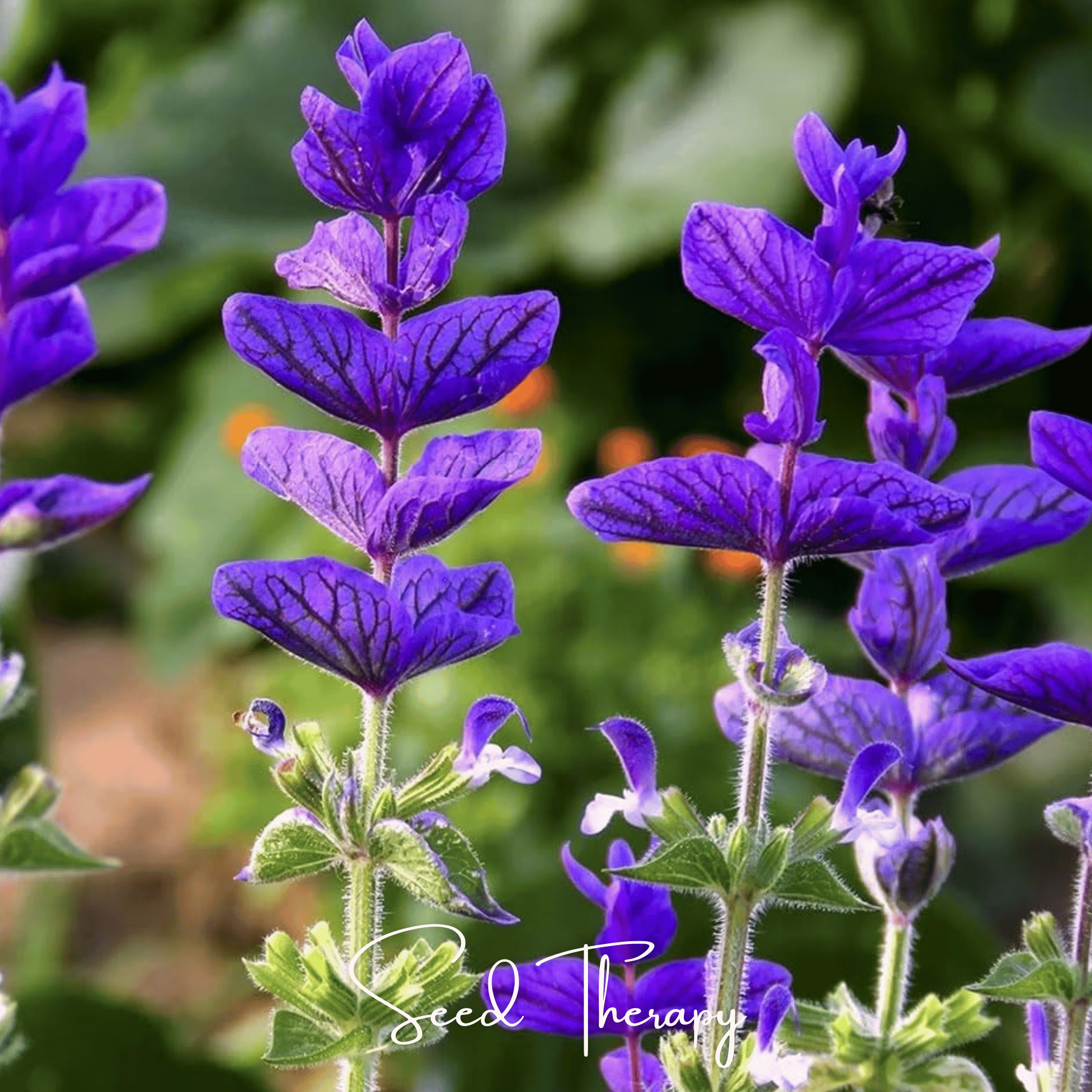 Clary Sage, Blue Monday (Salvia horminum) - 50 Seeds seed packet from Seed Therapy – American - grown, heirloom seeds