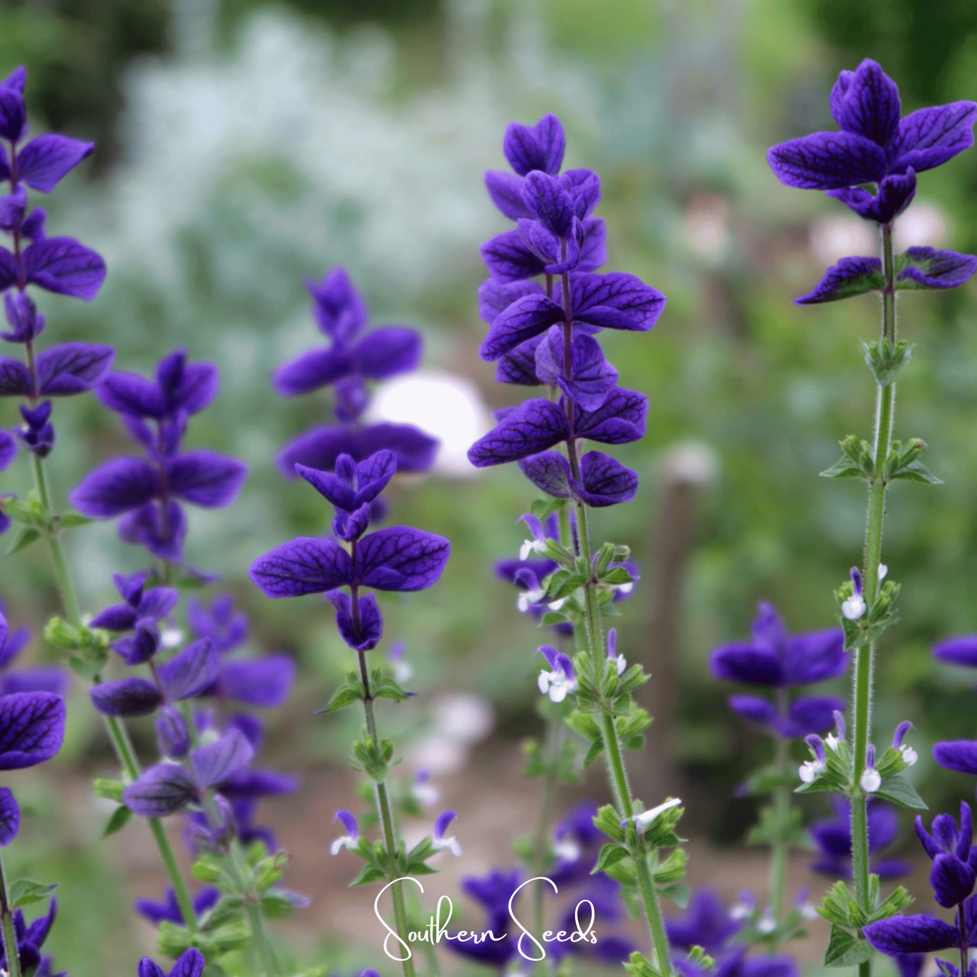 Clary Sage, Blue Monday (Salvia horminum) - 50 Seeds seed packet from Seed Therapy – American - grown, heirloom seeds