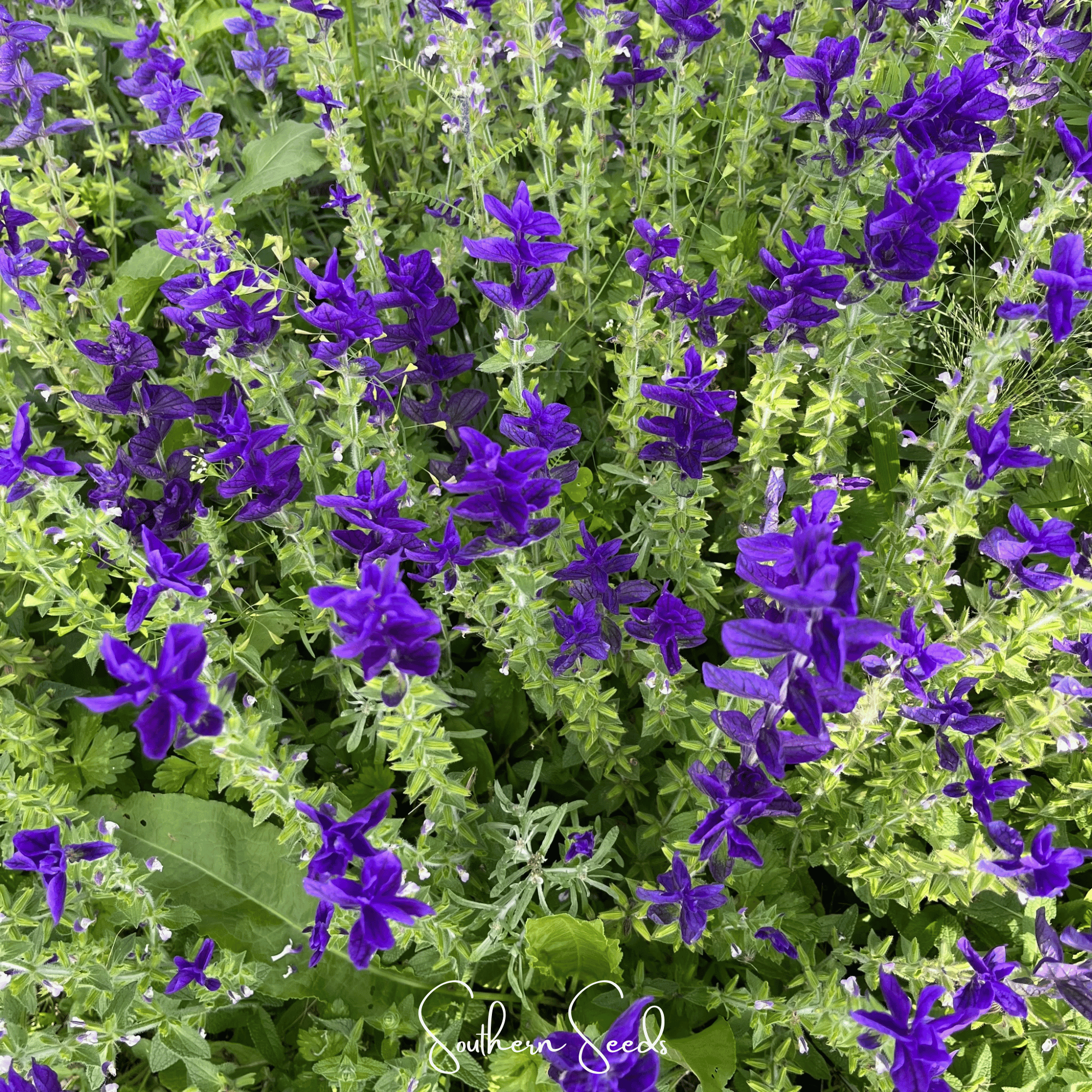 Clary Sage, Blue Monday (Salvia horminum) - 50 Seeds seed packet from Seed Therapy – American - grown, heirloom seeds
