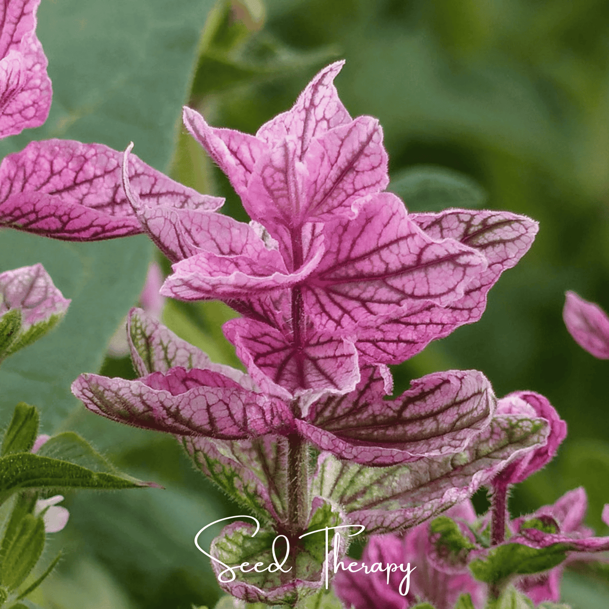 eva seeds pink plant Clary Sage, Pink Sundae (Salvia horminum) - 50 Seeds