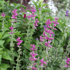 Clary Sage, Pink Sundae (Salvia horminum) - 50 Seeds seed packet from Seed Therapy – American - grown, heirloom seeds
