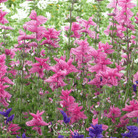 Clary Sage, Pink Sundae (Salvia horminum) - 50 Seeds seed packet from Seed Therapy – American - grown, heirloom seeds