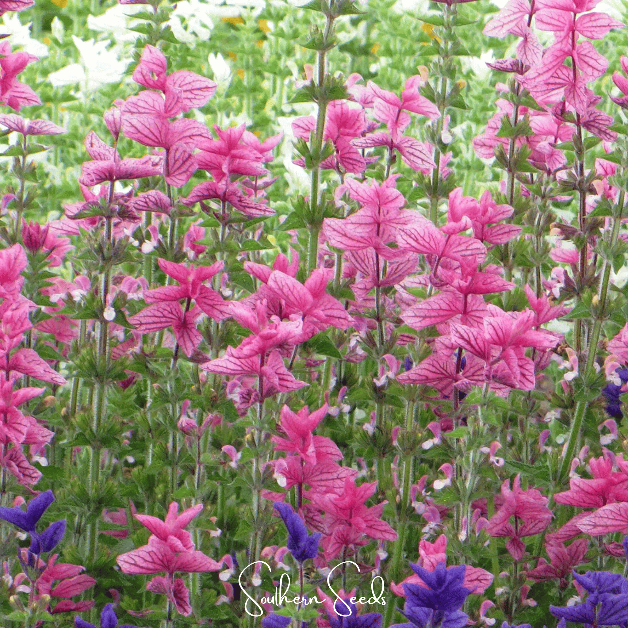 Clary Sage, Pink Sundae (Salvia horminum) - 50 Seeds seed packet from Seed Therapy – American - grown, heirloom seeds