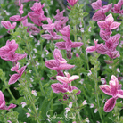 Clary Sage, Pink Sundae (Salvia horminum) - 50 Seeds seed packet from Seed Therapy – American - grown, heirloom seeds