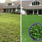 Clover, Micro (Mini) - 10,000 Seeds seed packet from Seed Therapy – American - grown, heirloom seeds