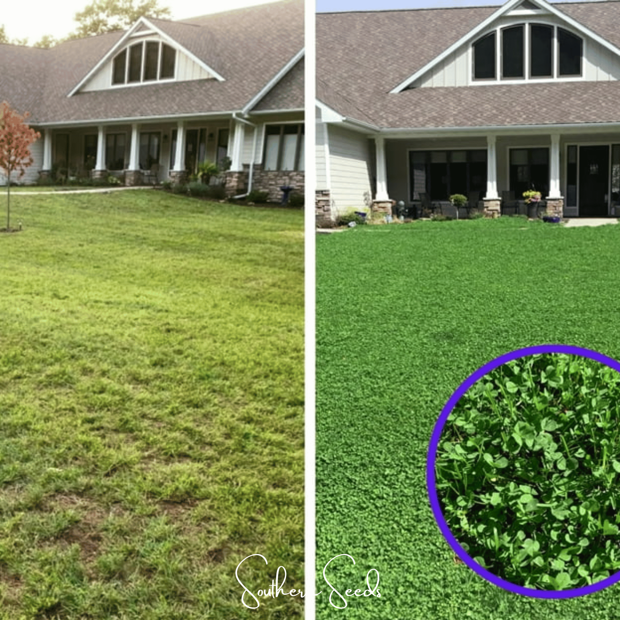 Clover, Micro (Mini) - 10,000 Seeds seed packet from Seed Therapy – American - grown, heirloom seeds