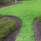 Clover, Micro (Mini) - 10,000 Seeds seed packet from Seed Therapy – American - grown, heirloom seeds