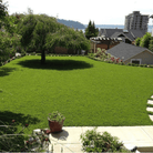 Clover, Micro (Mini) - 10,000 Seeds seed packet from Seed Therapy – American - grown, heirloom seeds