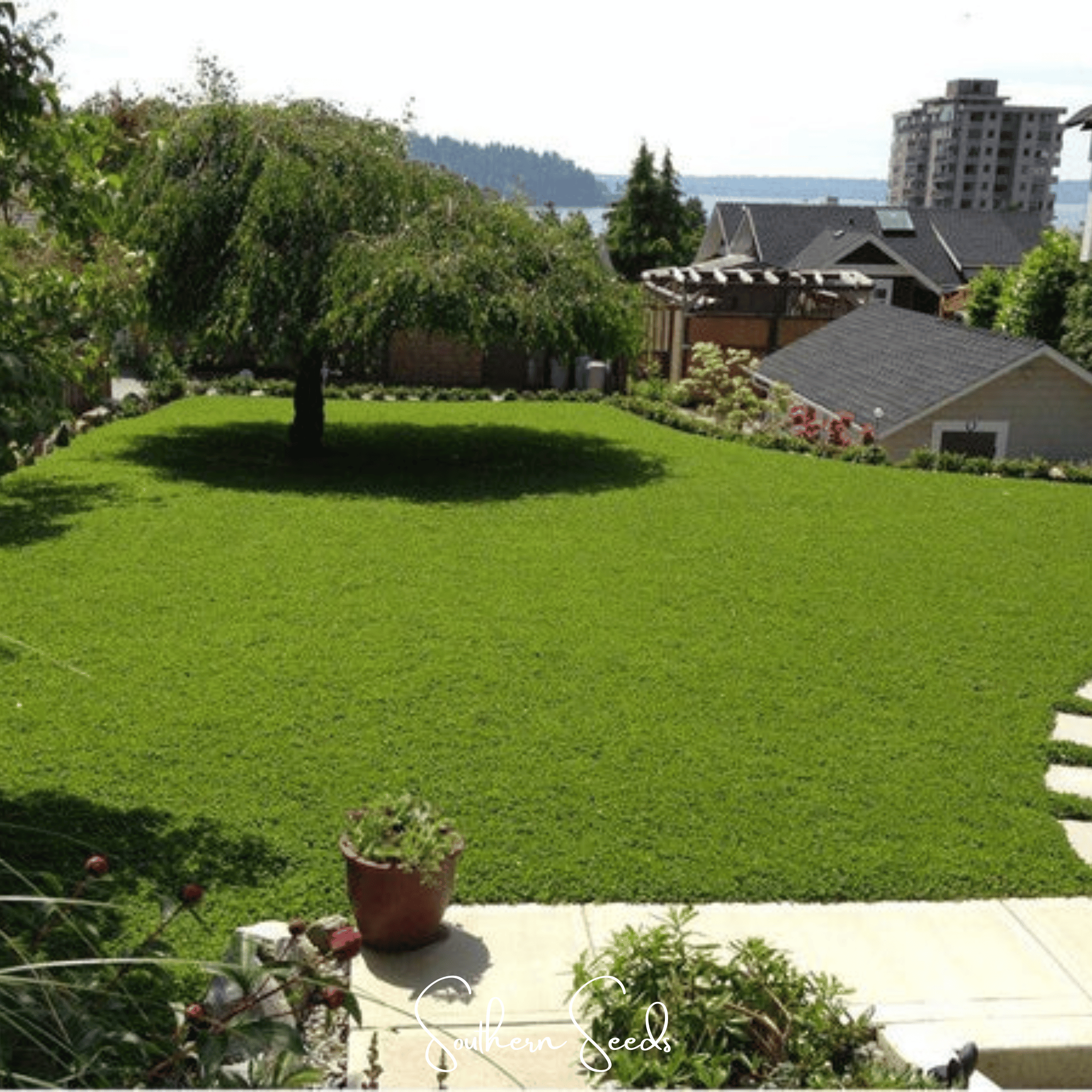 Clover, Micro (Mini) - 10,000 Seeds seed packet from Seed Therapy – American - grown, heirloom seeds