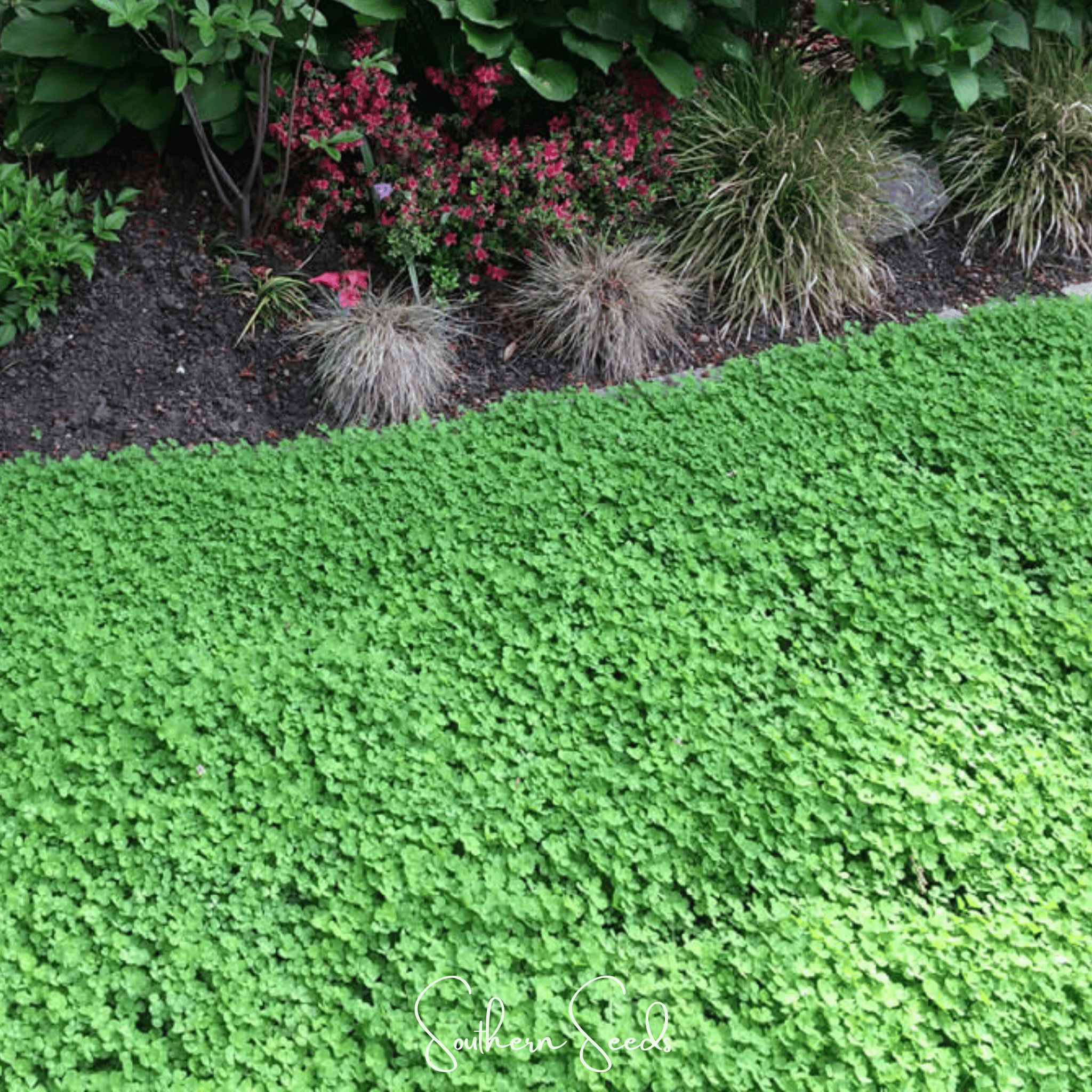 Clover, Micro (Mini) - 10,000 Seeds seed packet from Seed Therapy – American - grown, heirloom seeds