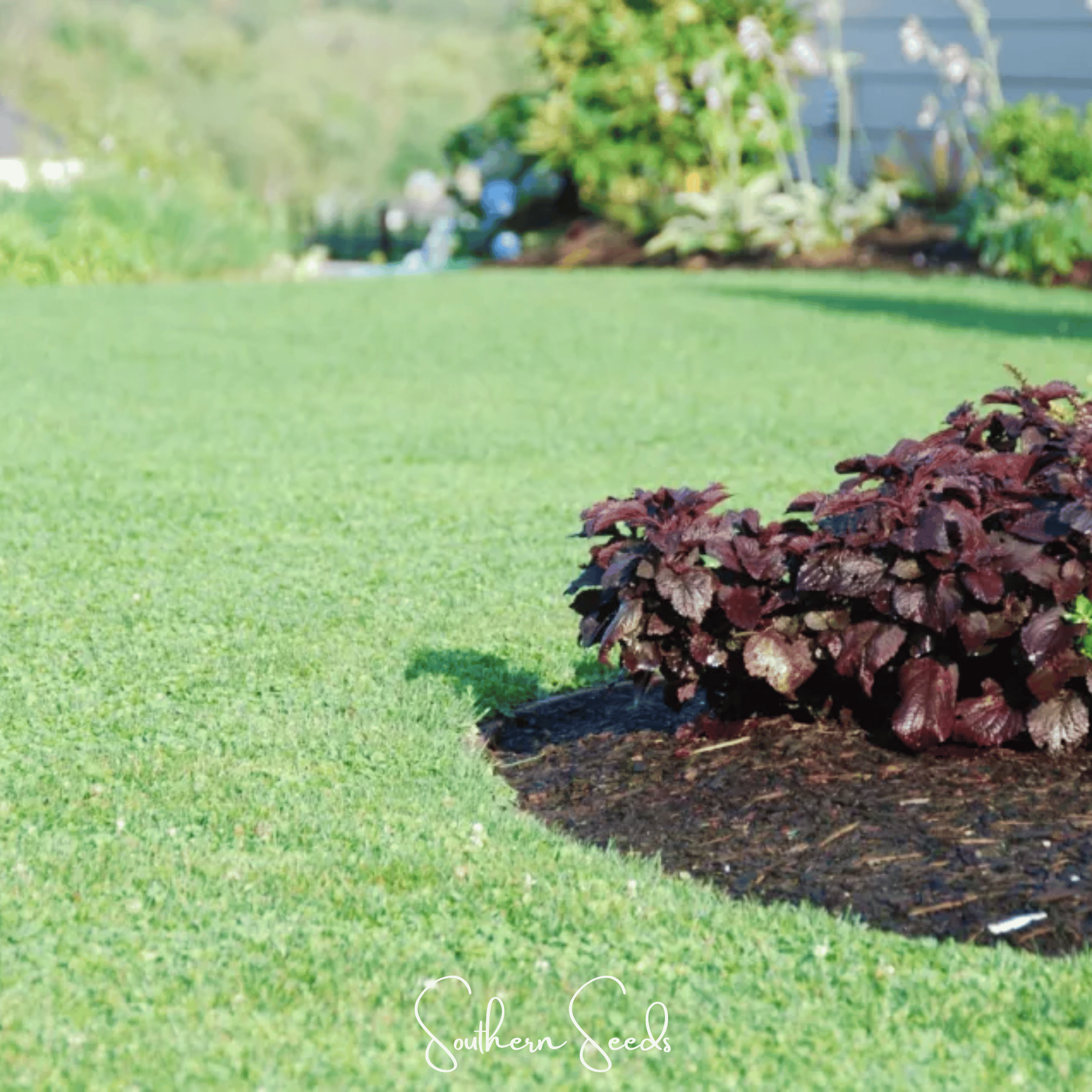 Clover, Micro (Mini) - 10,000 Seeds seed packet from Seed Therapy – American - grown, heirloom seeds