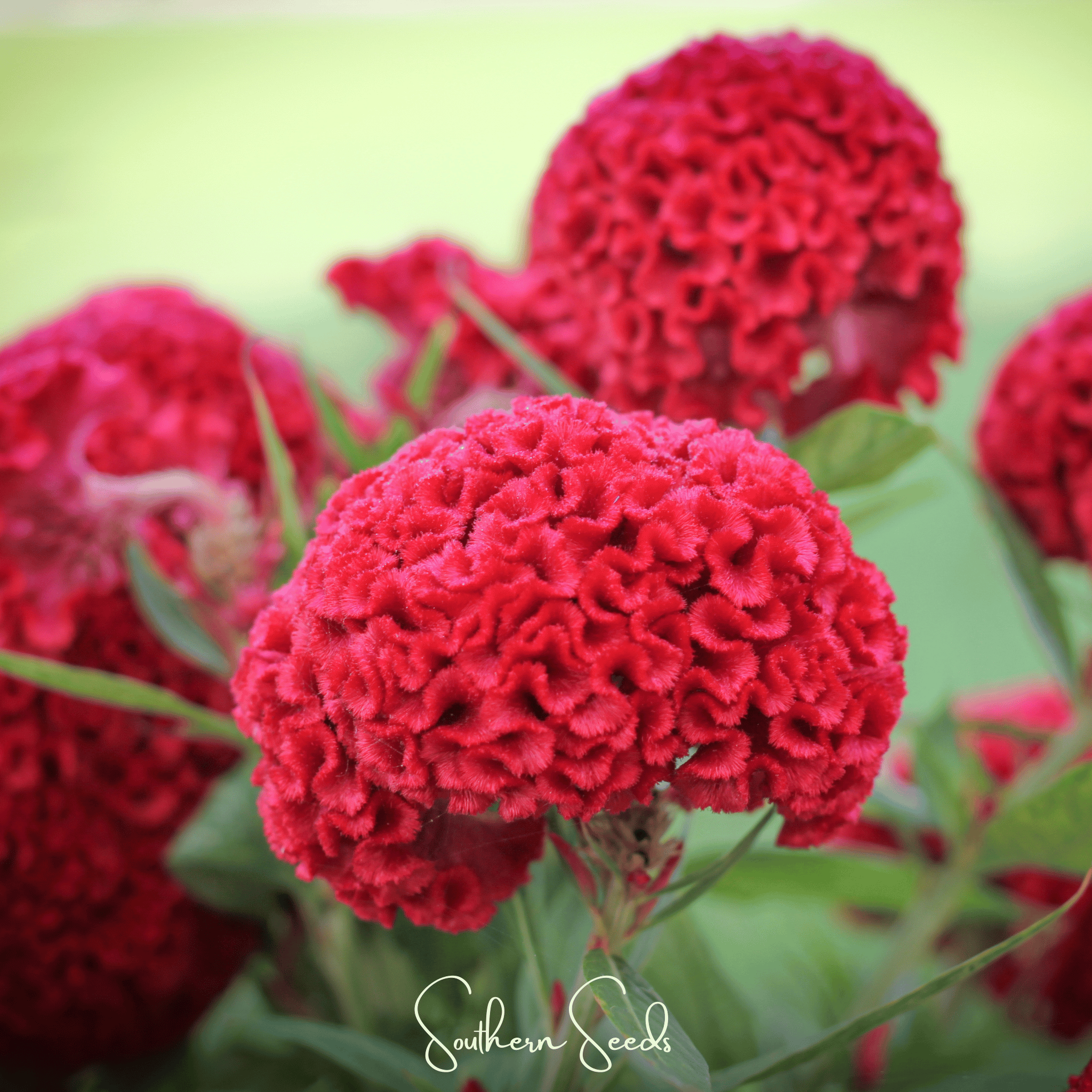 Cockscomb, Carmine (Celosia cristata Nana Jessica Carmine) - 25 Seeds seed packet from Seed Therapy – American - grown, heirloom seeds