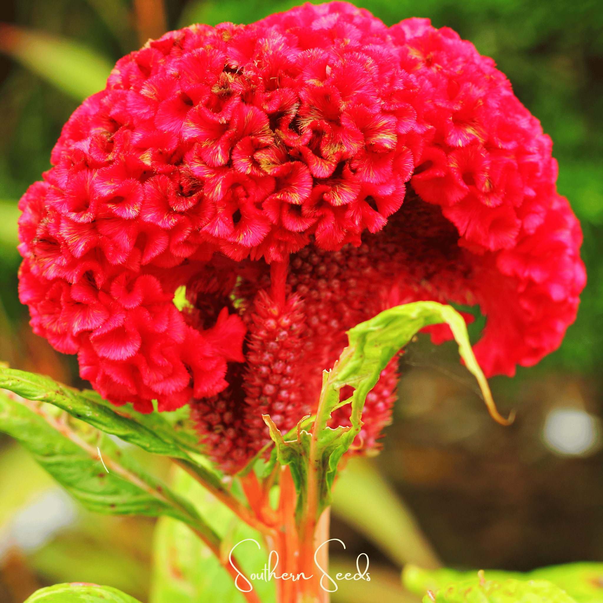 Cockscomb, Carmine (Celosia cristata Nana Jessica Carmine) - 25 Seeds seed packet from Seed Therapy – American - grown, heirloom seeds