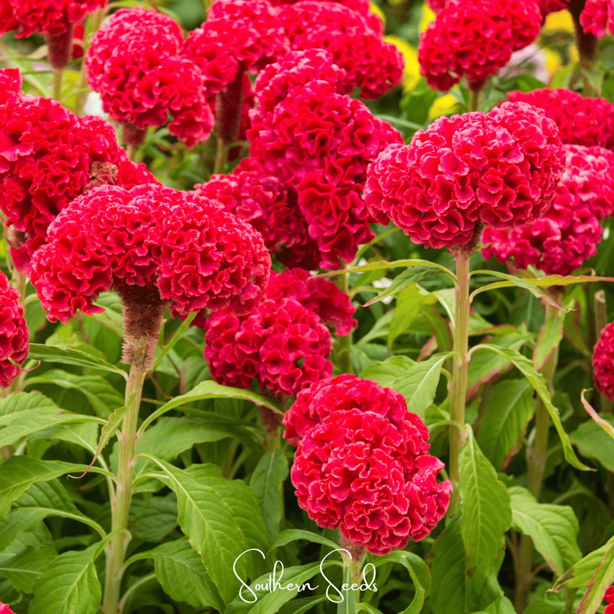 Cockscomb, Carmine (Celosia cristata Nana Jessica Carmine) - 25 Seeds seed packet from Seed Therapy – American - grown, heirloom seeds