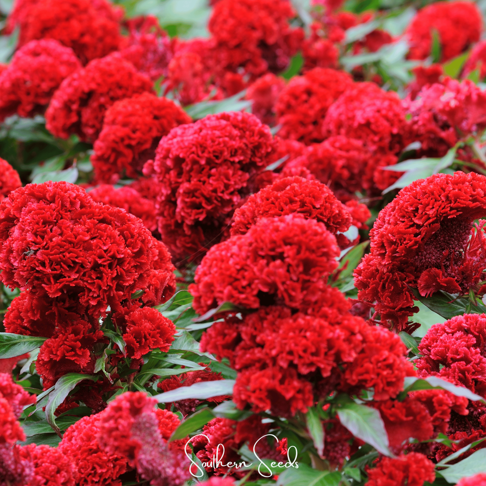 Cockscomb, Carmine (Celosia cristata Nana Jessica Carmine) - 25 Seeds seed packet from Seed Therapy – American - grown, heirloom seeds