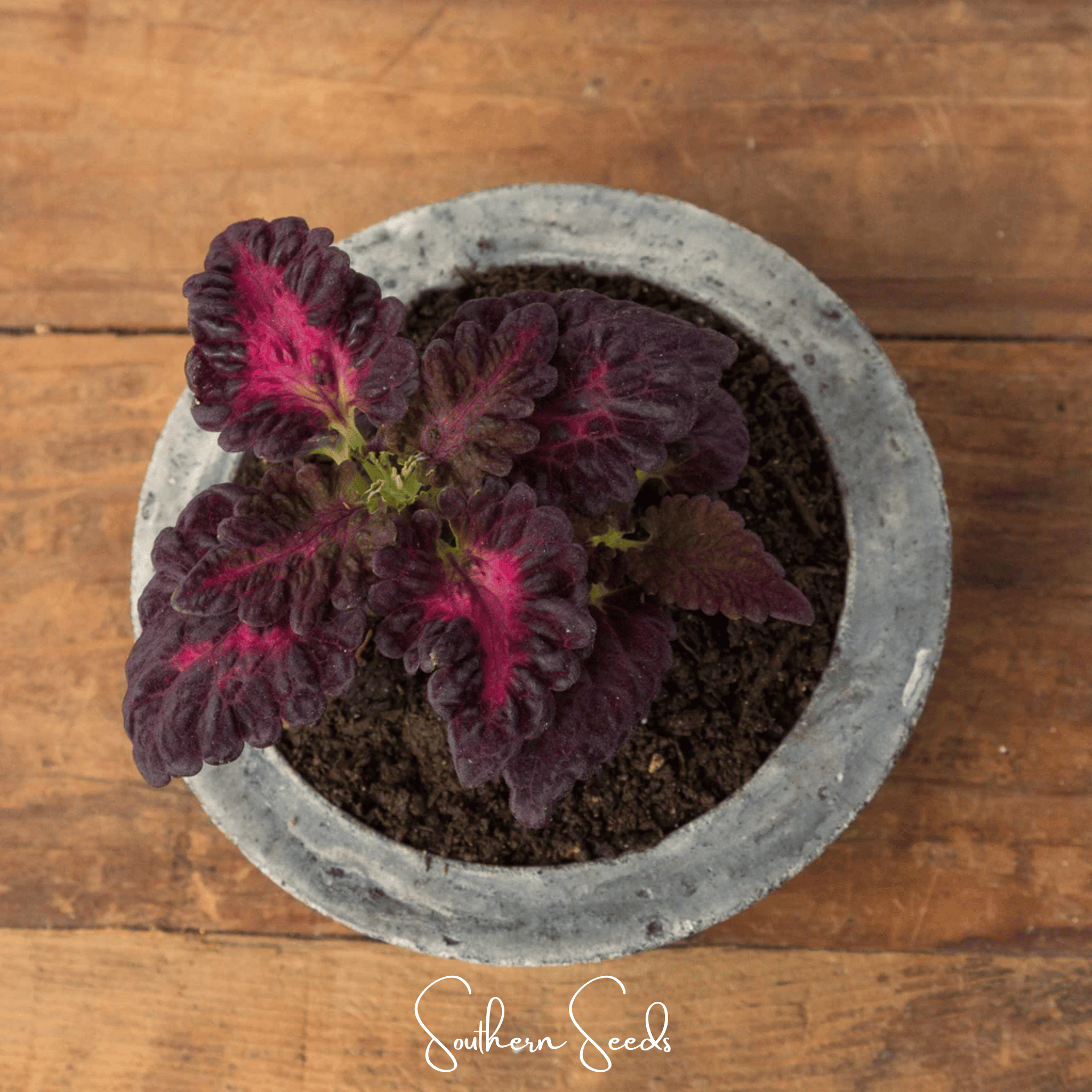 Coleus, Black Dragon (Plectranthus scutellarioides) - 20 Seeds seed packet from Seed Therapy – American - grown, heirloom seeds