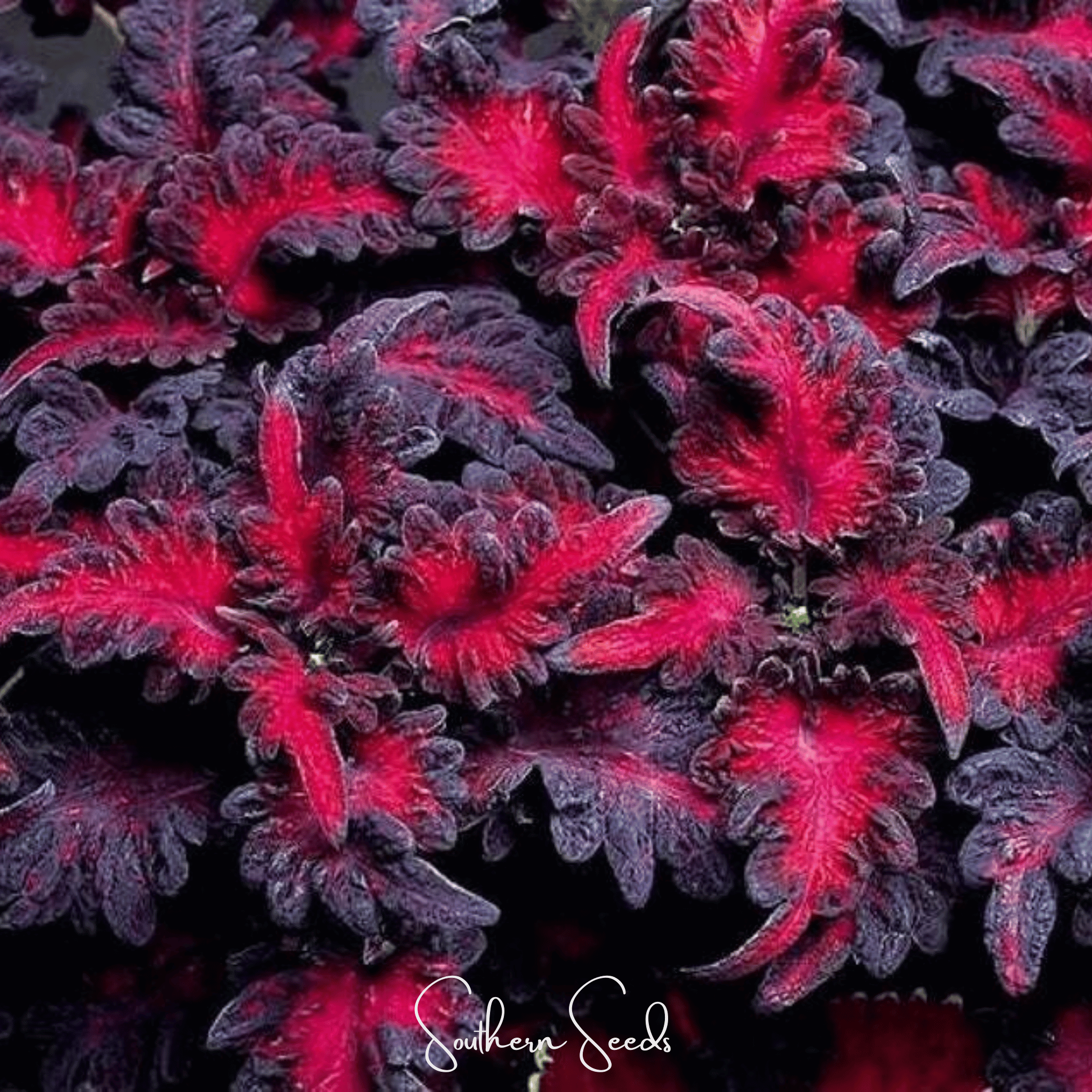 Coleus, Black Dragon (Plectranthus scutellarioides) - 20 Seeds seed packet from Seed Therapy – American - grown, heirloom seeds
