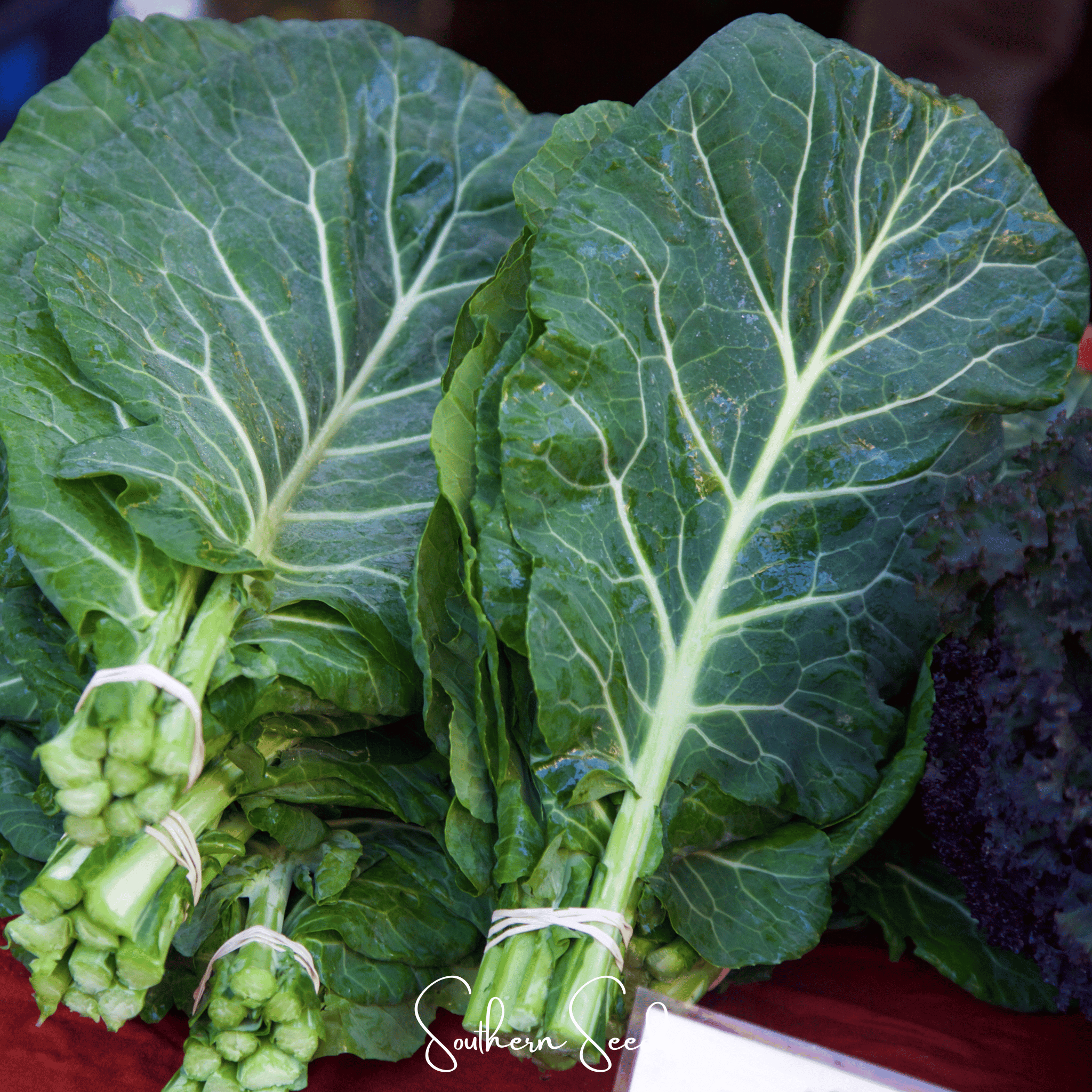 Collard Greens, Georgia (Brassica oleracea) - 100 Seeds seed packet from Seed Therapy – American - grown, heirloom seeds