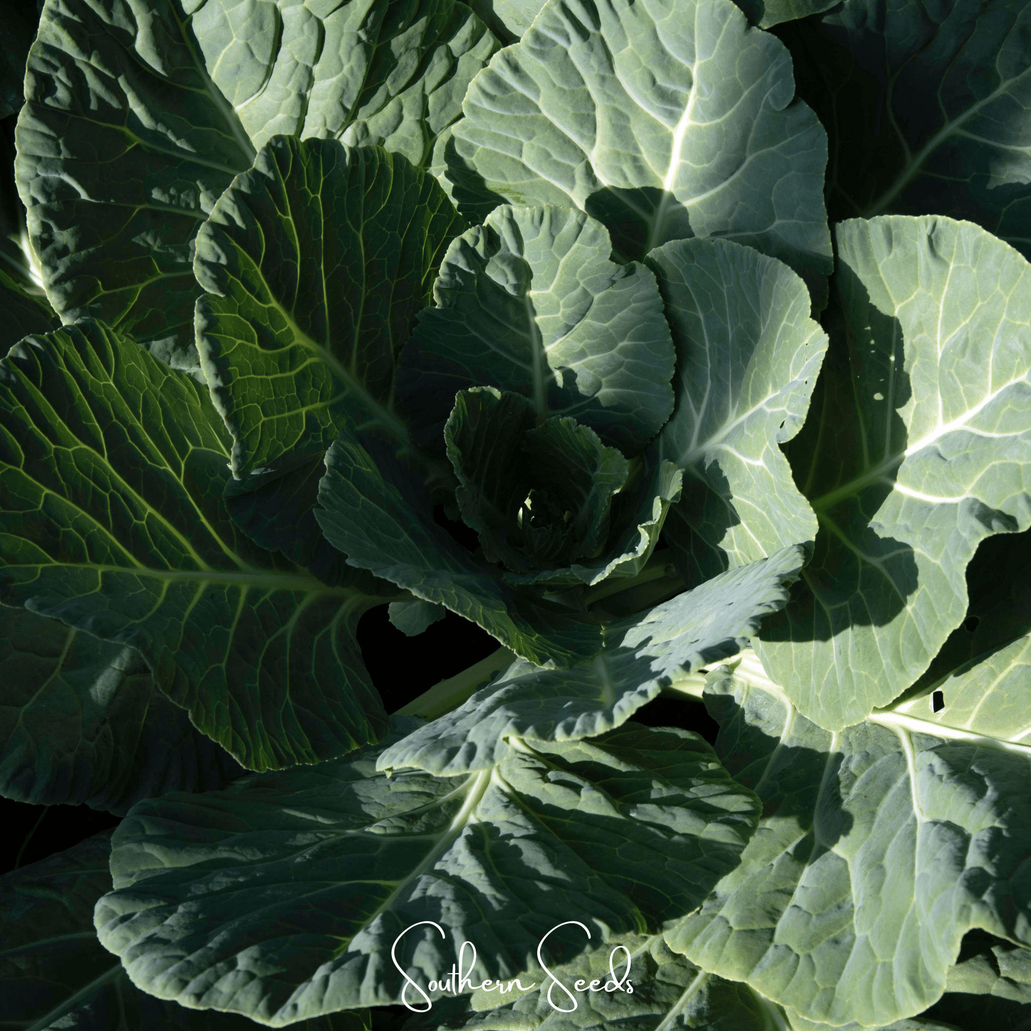 Collard Greens, Georgia (Brassica oleracea) - 100 Seeds seed packet from Seed Therapy – American - grown, heirloom seeds
