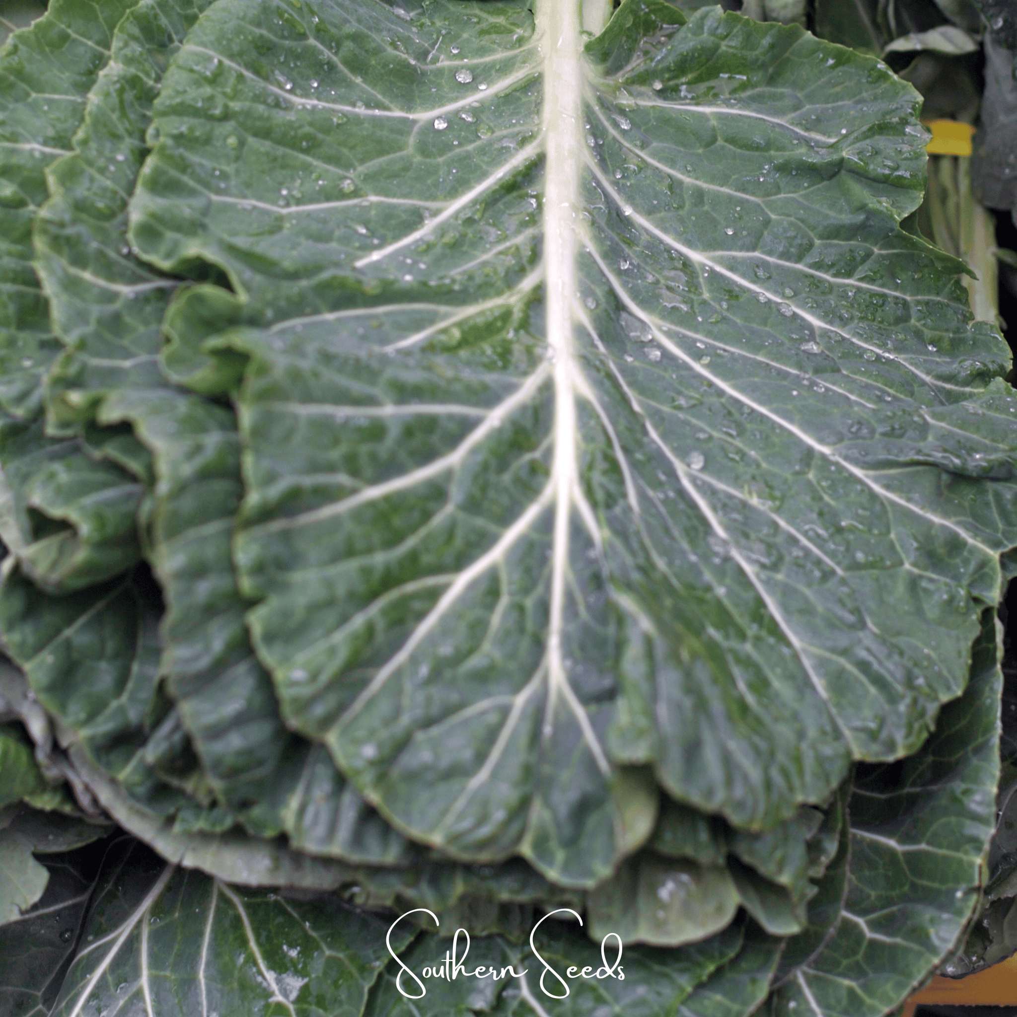 Collard Greens, Georgia (Brassica oleracea) - 100 Seeds seed packet from Seed Therapy – American - grown, heirloom seeds