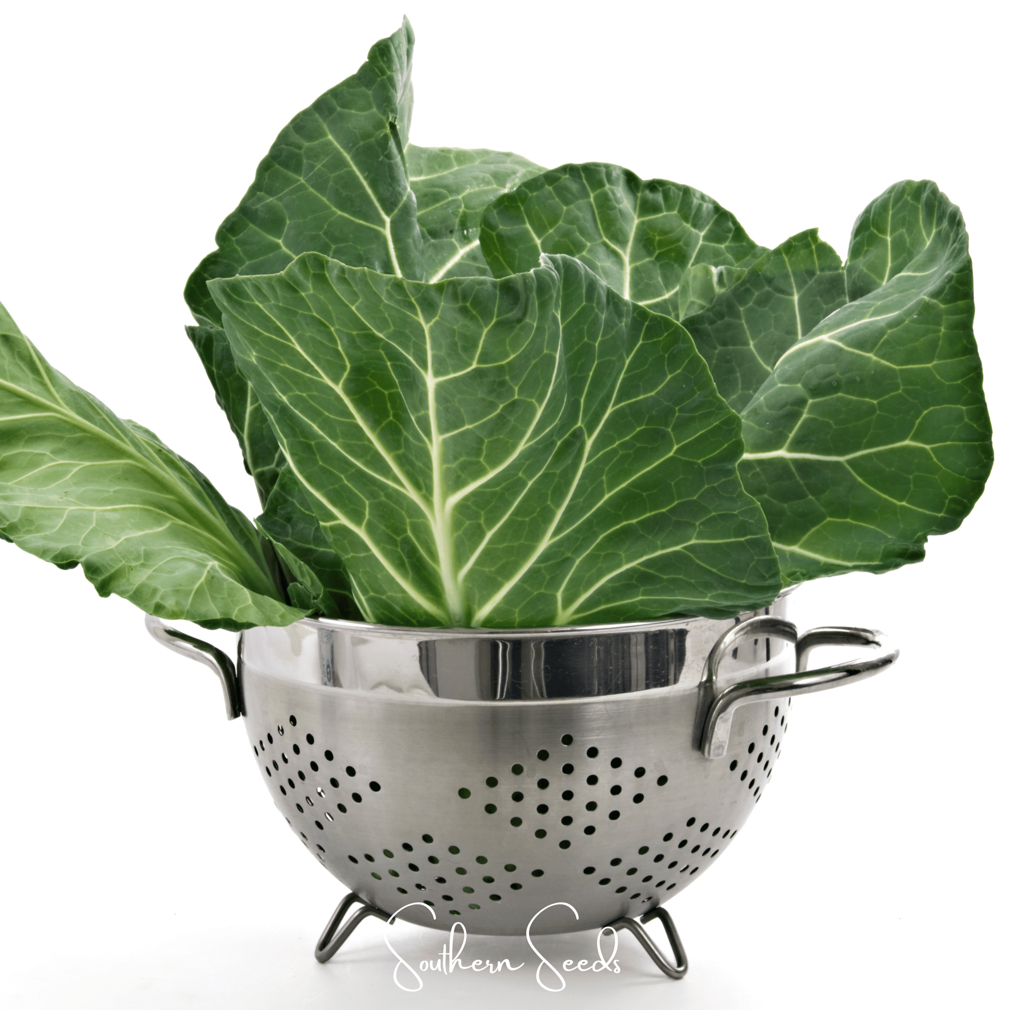 Collard Greens, Georgia (Brassica oleracea) - 100 Seeds seed packet from Seed Therapy – American - grown, heirloom seeds