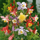 Columbine, McKana Giant Mix (Aquilegia coerulea) - 100 Seeds seed packet from Seed Therapy – American - grown, heirloom seeds