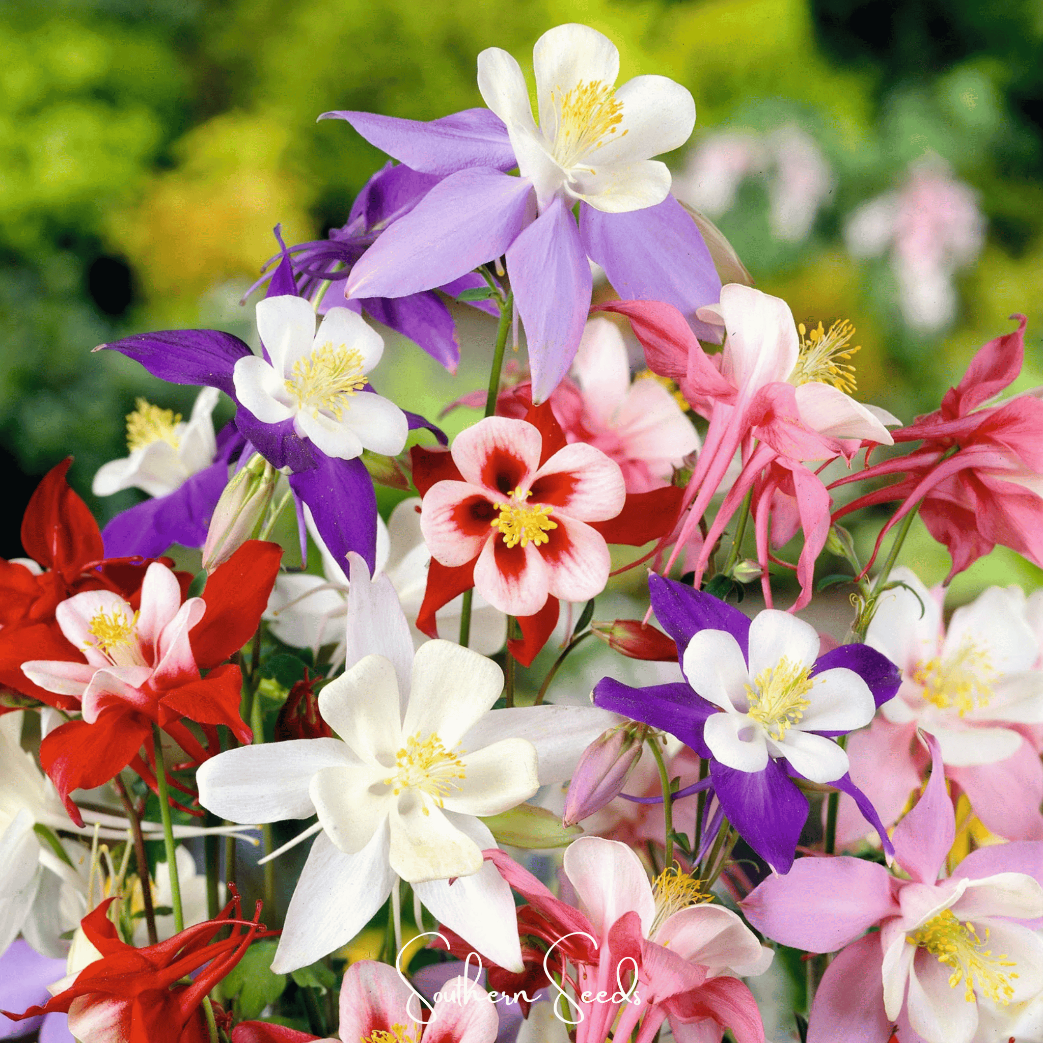 Columbine, McKana Giant Mix (Aquilegia coerulea) - 100 Seeds seed packet from Seed Therapy – American - grown, heirloom seeds