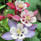 Columbine, McKana Giant Mix (Aquilegia coerulea) - 100 Seeds seed packet from Seed Therapy – American - grown, heirloom seeds
