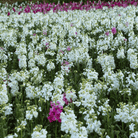 Column Stock Appleblossom - 50 Seeds seed packet from Seed Therapy – American - grown, heirloom seeds