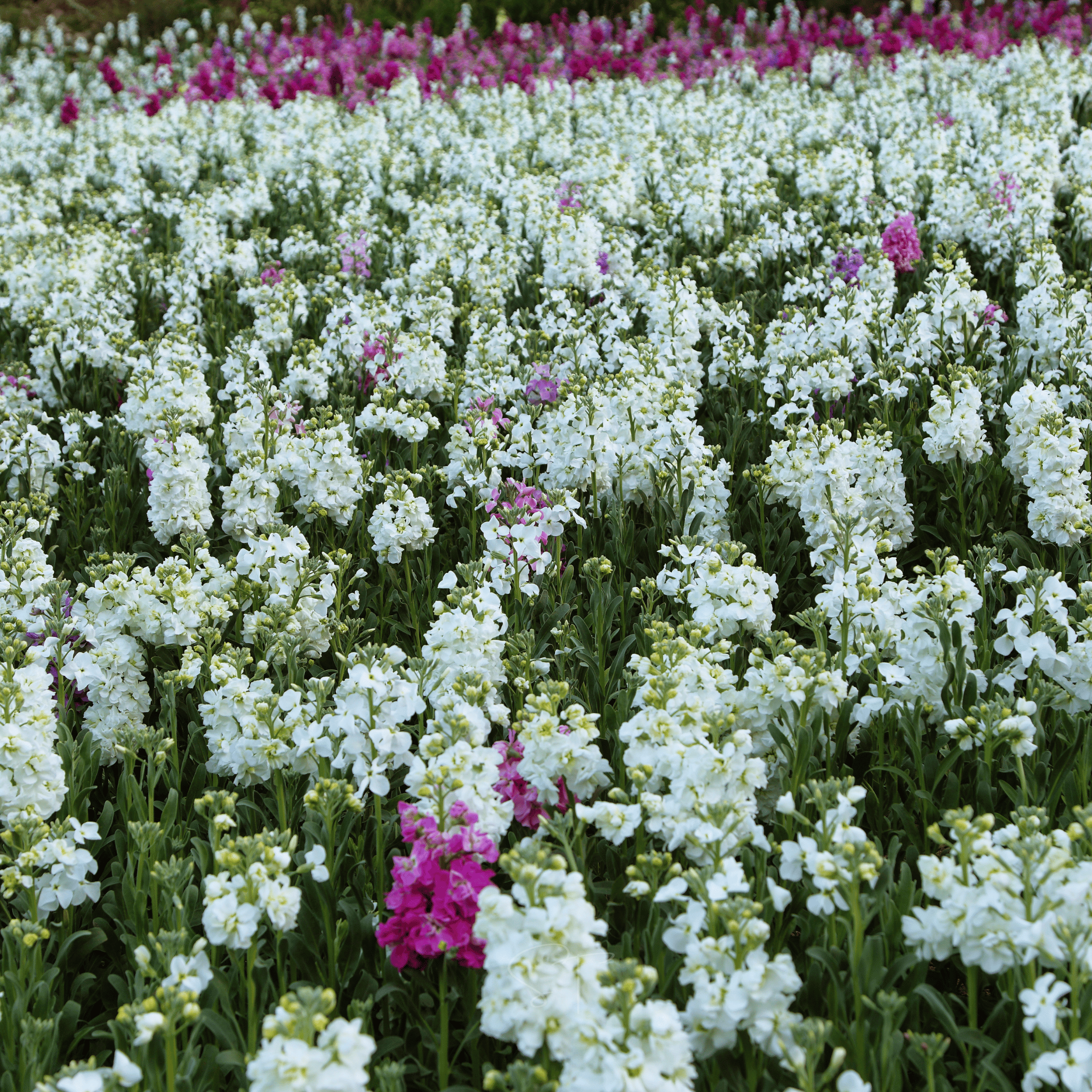 Column Stock Appleblossom - 50 Seeds seed packet from Seed Therapy – American - grown, heirloom seeds