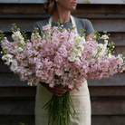 Column Stock Appleblossom - 50 Seeds seed packet from Seed Therapy – American - grown, heirloom seeds