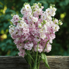 Column Stock Appleblossom - 50 Seeds seed packet from Seed Therapy – American - grown, heirloom seeds