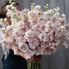 Column Stock Appleblossom - 50 Seeds seed packet from Seed Therapy – American - grown, heirloom seeds