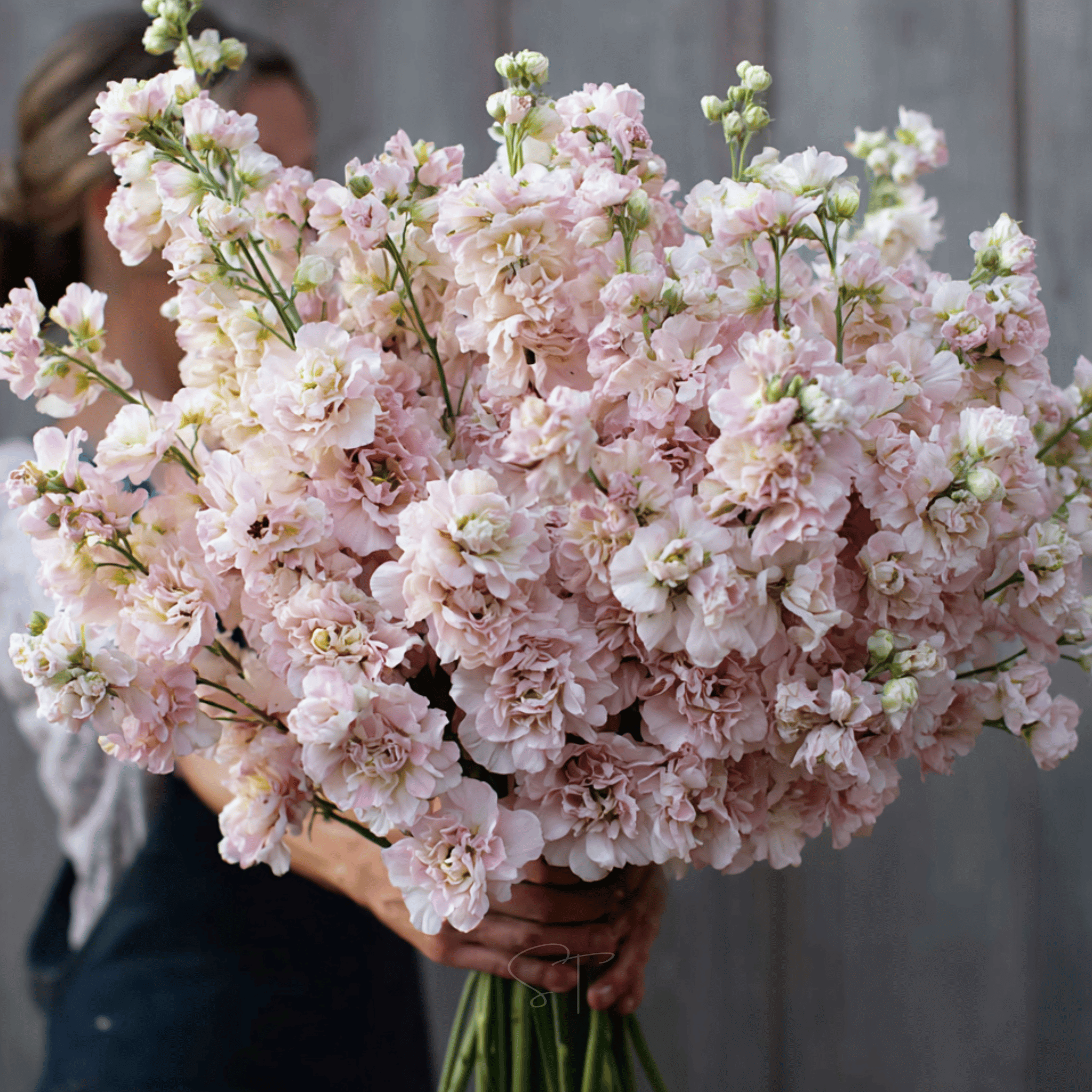 Column Stock Appleblossom - 50 Seeds seed packet from Seed Therapy – American - grown, heirloom seeds