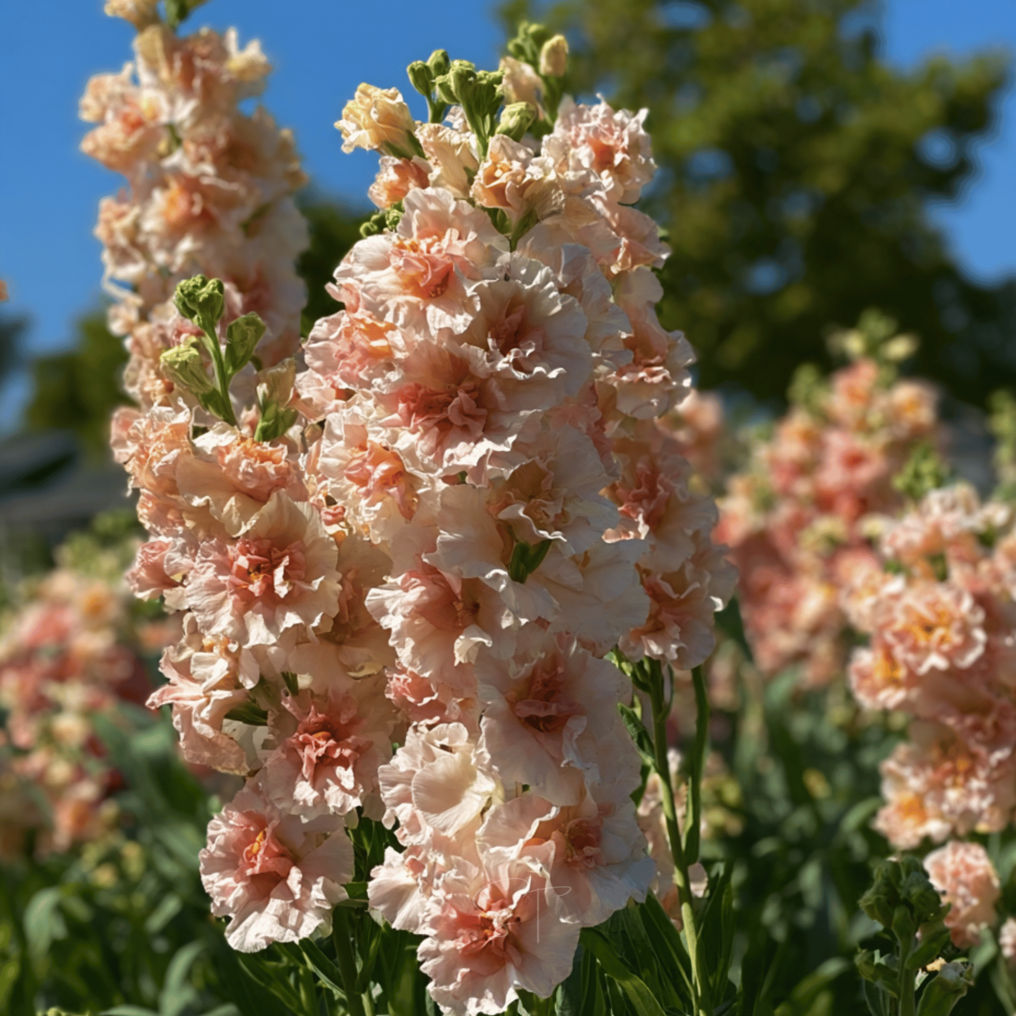 Column Stock Apricot - 50 Seeds seed packet from Seed Therapy – American - grown, heirloom seeds