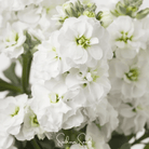Column Stock, White Goddess (Matthiola incana) - 50 Seeds seed packet from Seed Therapy – American - grown, heirloom seeds