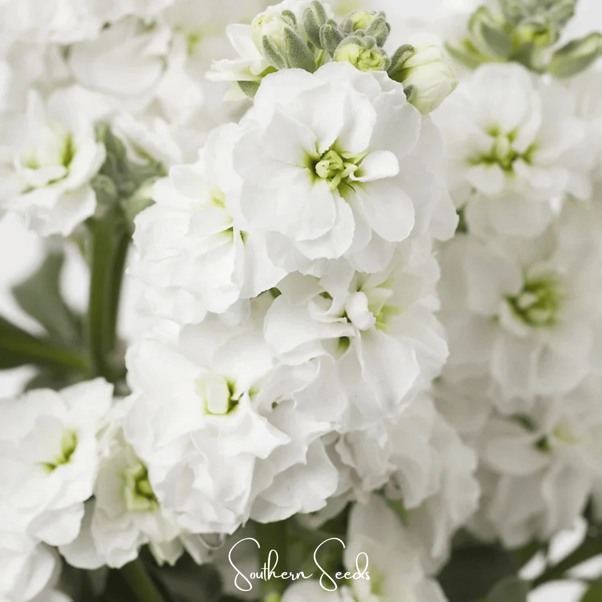 Column Stock, White Goddess (Matthiola incana) - 50 Seeds seed packet from Seed Therapy – American - grown, heirloom seeds