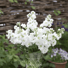 Column Stock, White Goddess (Matthiola incana) - 50 Seeds seed packet from Seed Therapy – American - grown, heirloom seeds